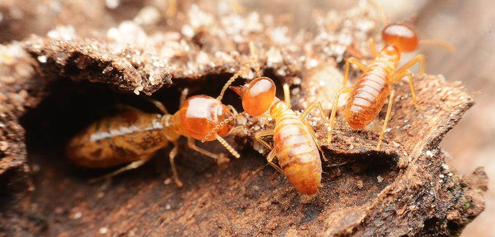 Termites Up Close In D C