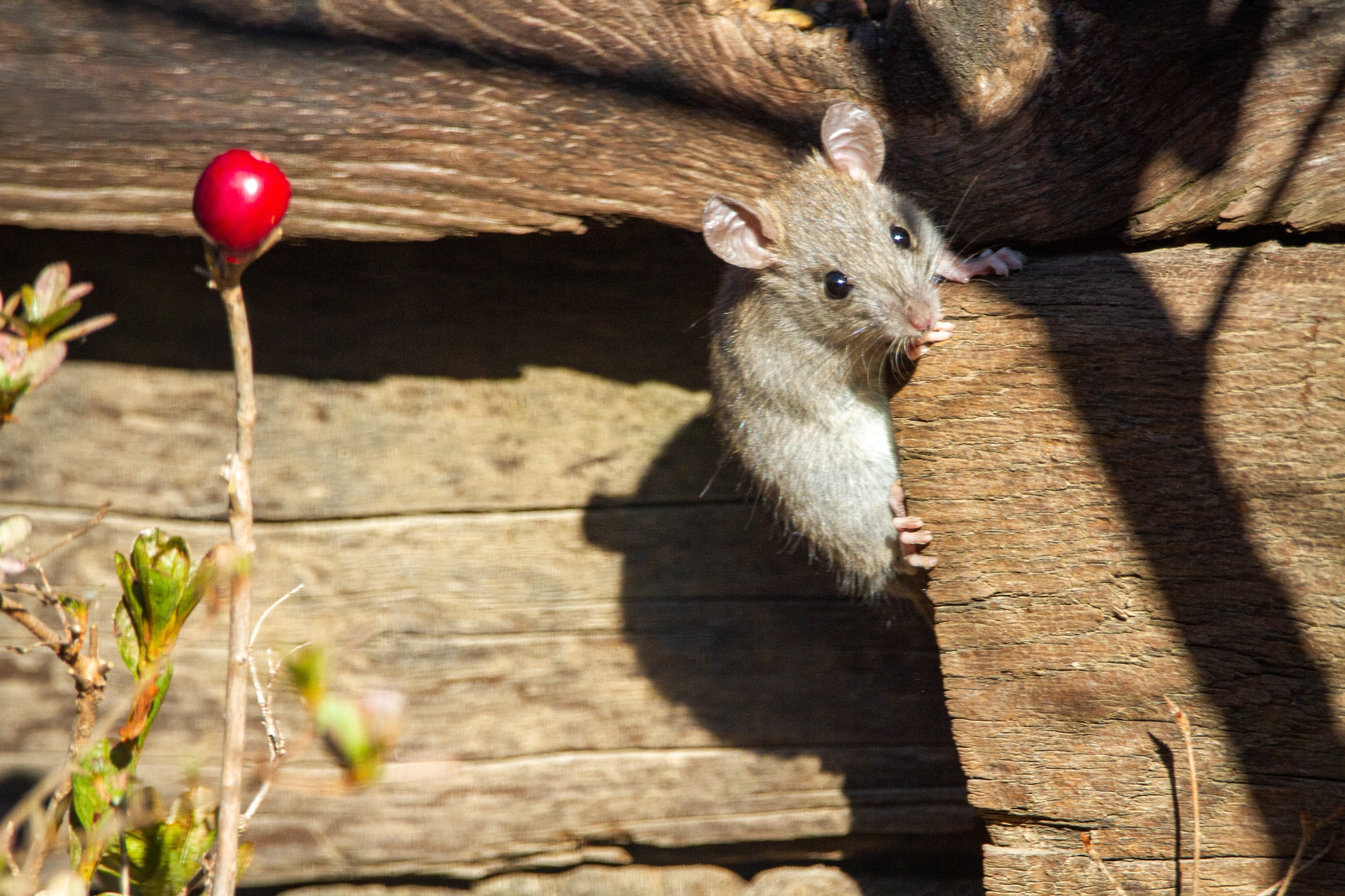 3 Secrets To Get Rid Of Mice Rats