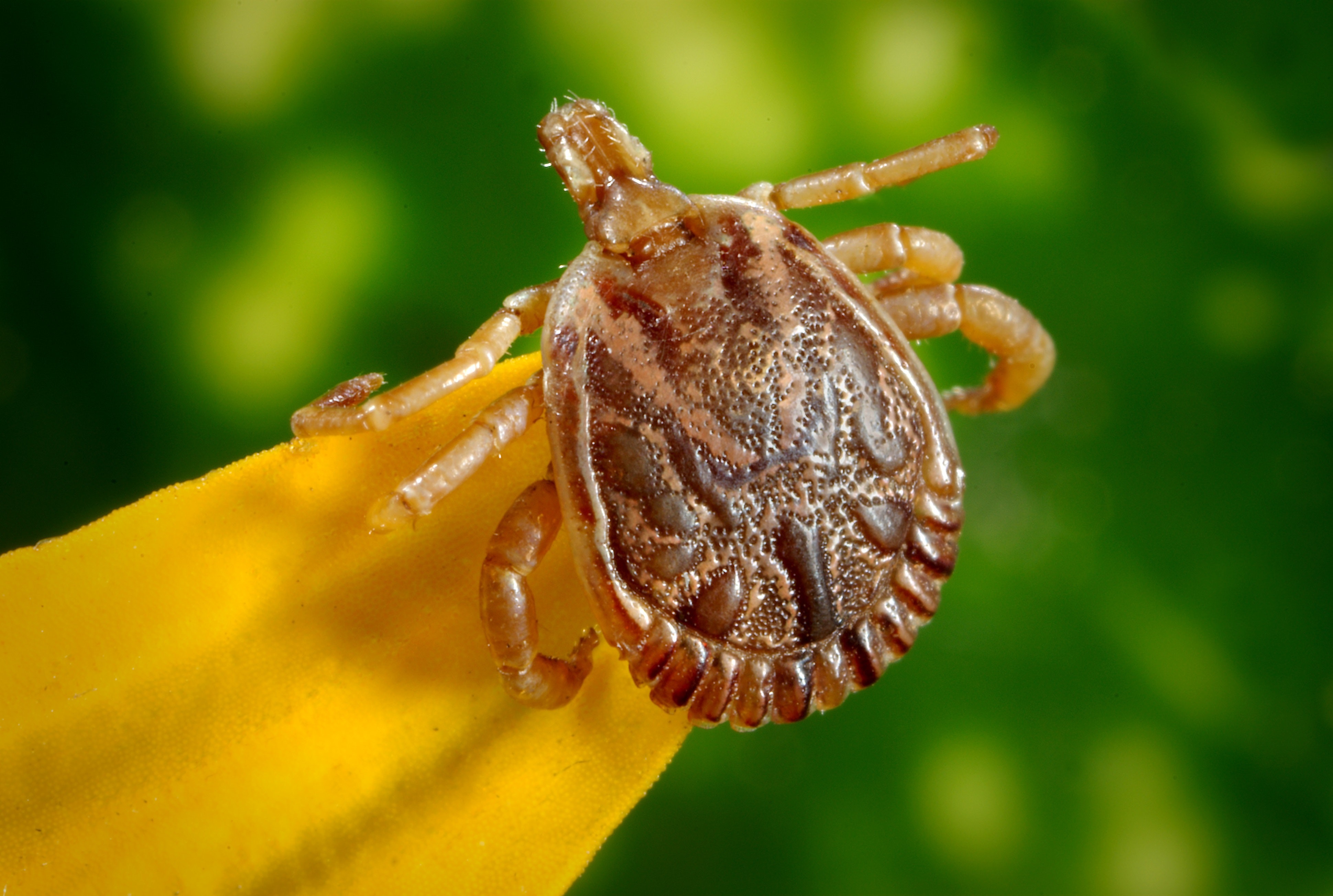 Top 8 Things Should Know About Ticks
