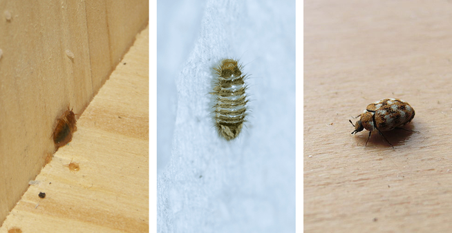 Bed Bugs And Carpet Beetles