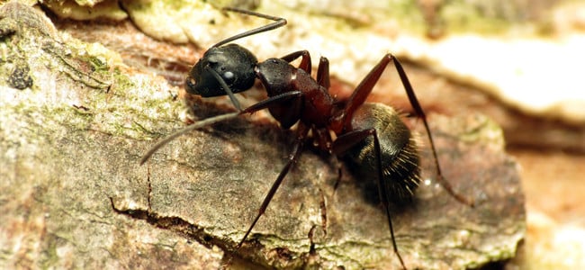 Americanpest Carpenter Ants Blog
