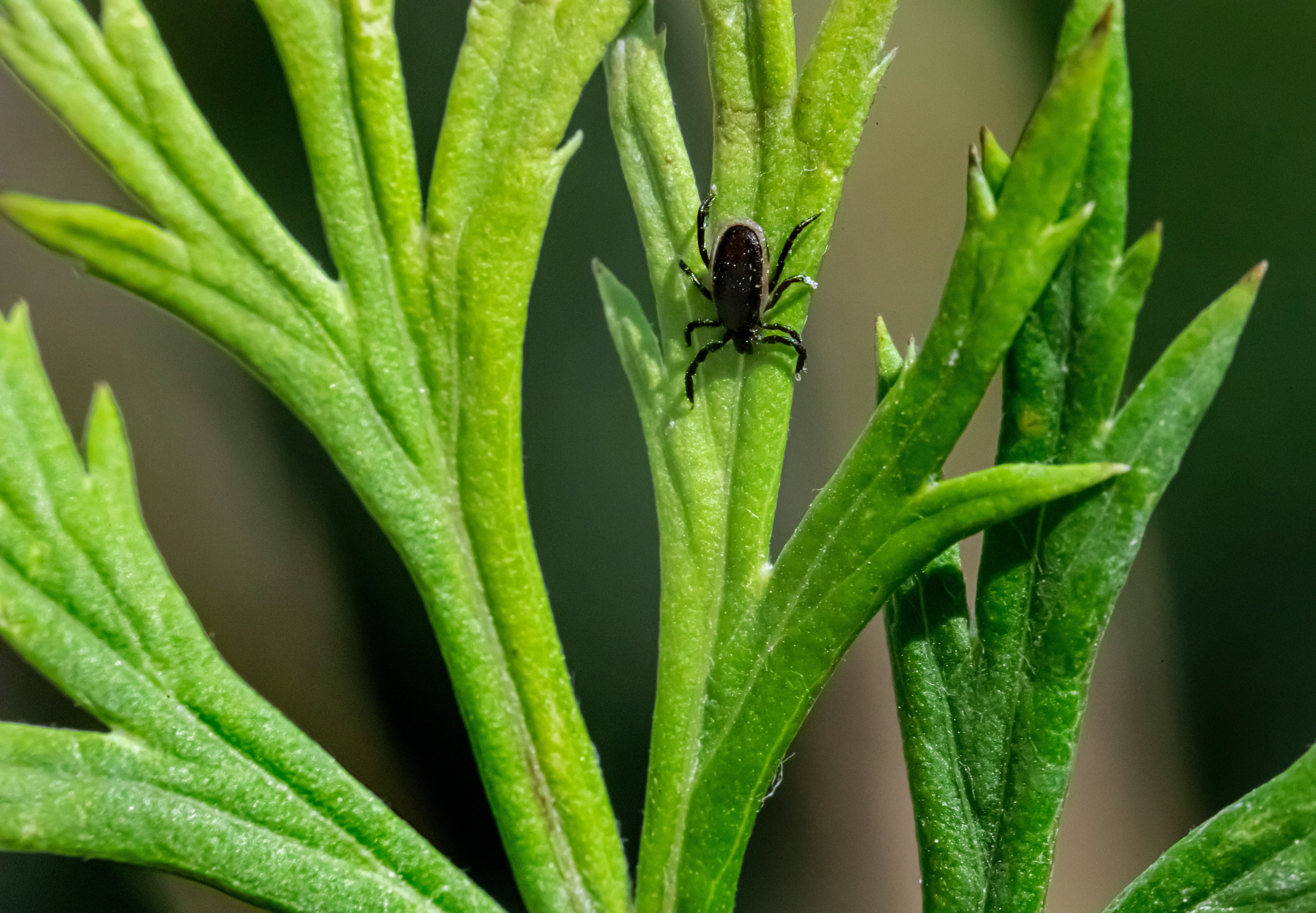 How Do Ticks Get Lyme Disease