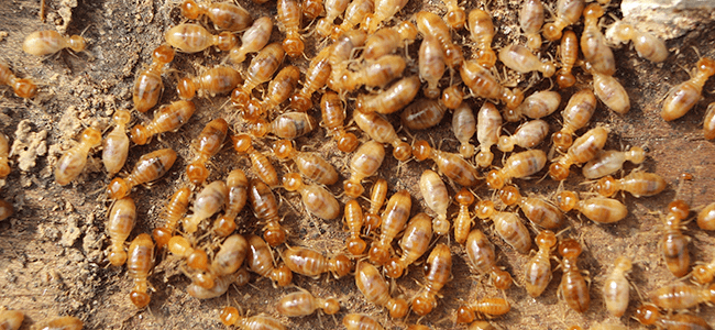 Large Amount Of Termites