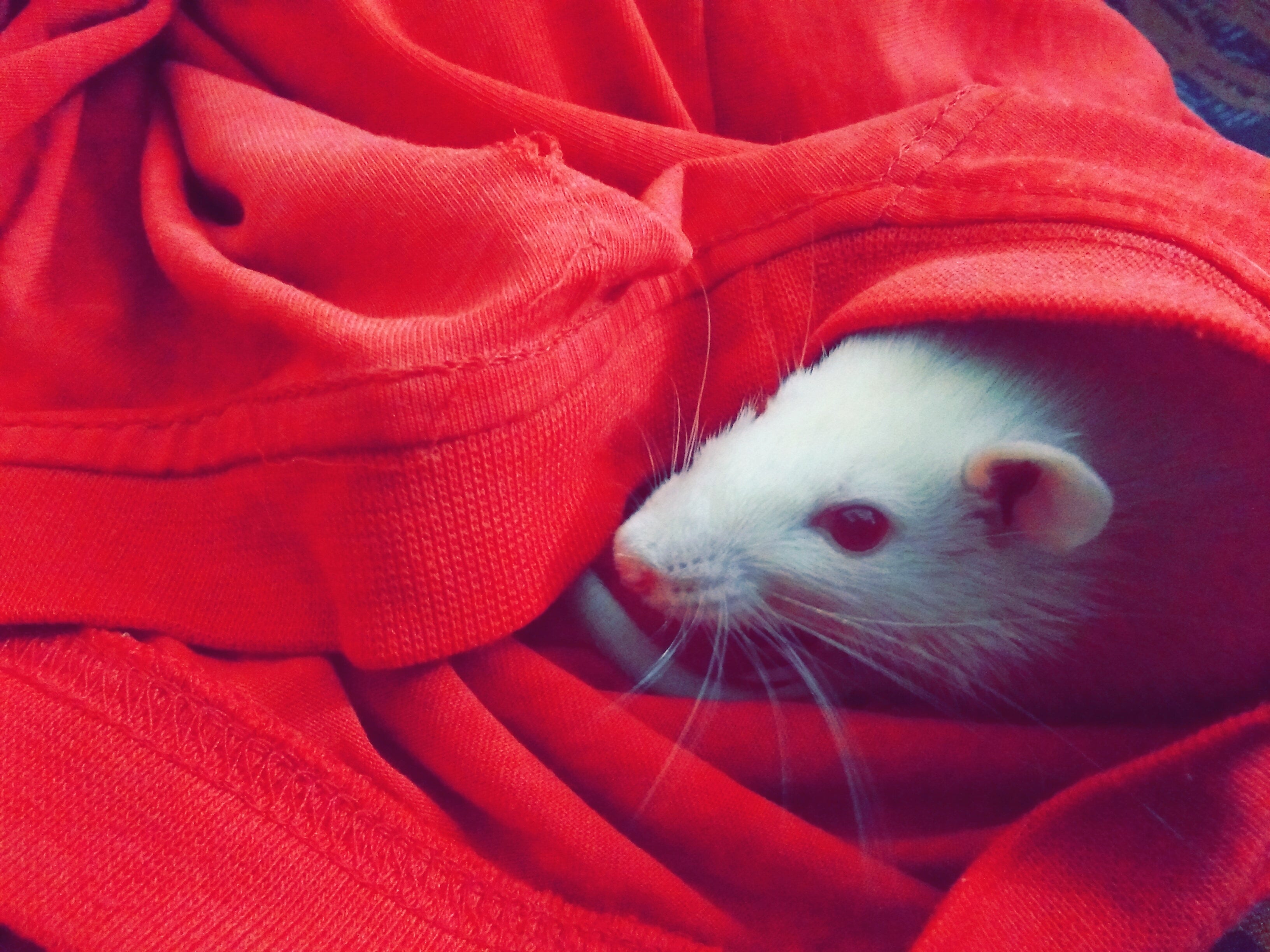 Where Mice Are Hiding