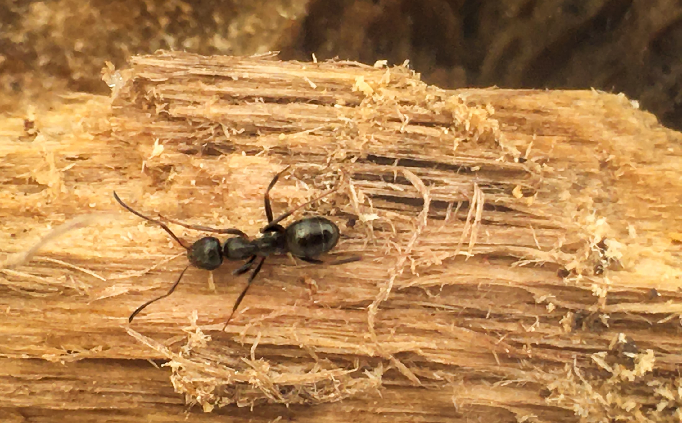 Warning Signs Carpenter Ants Leave Behind