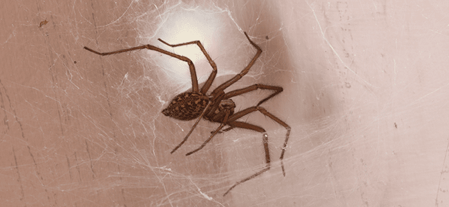 Why Are There So Many Spiders In My Maryland Home?
