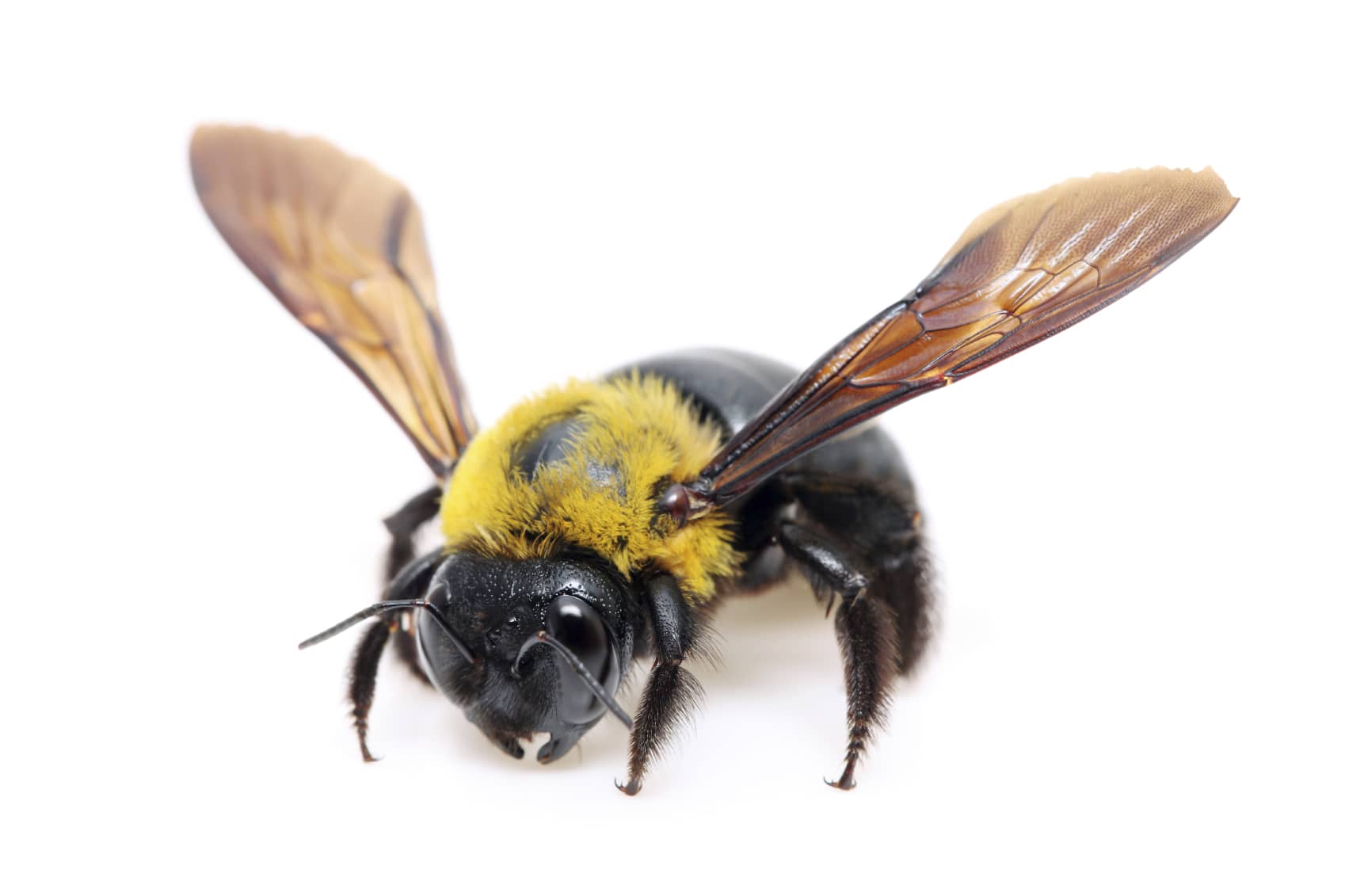 3 Truths About Carpenter Bees That May Surprise You