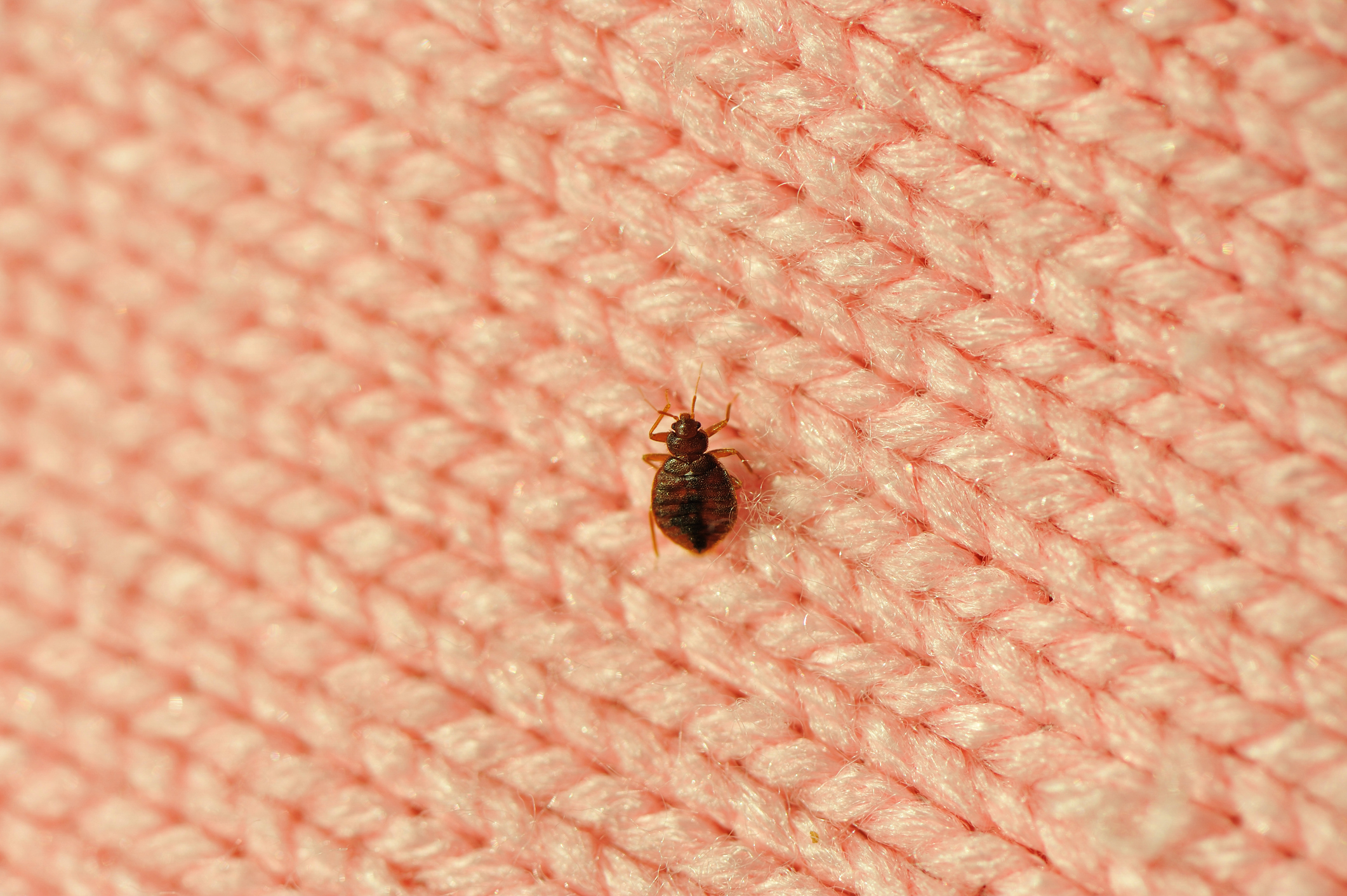 How To Kill Bed Bugs With Heat