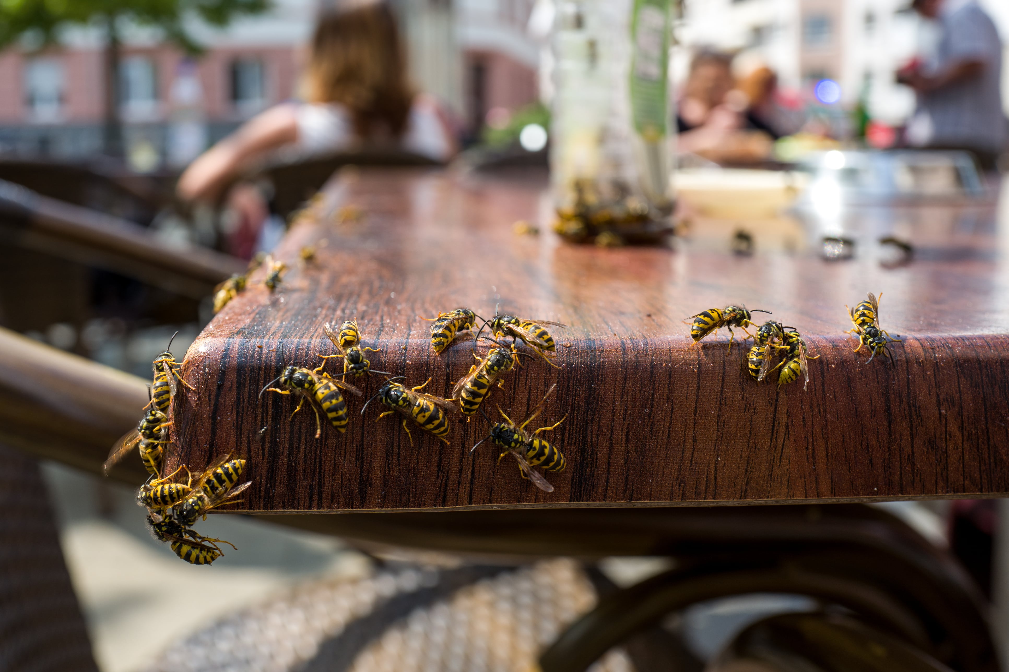 Homeowner In Md Can Do To Keep Wasps Away