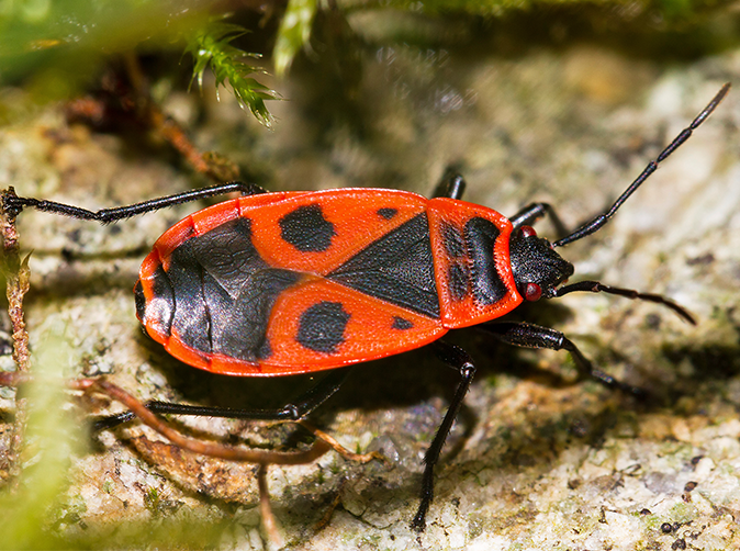 Box elder bugs have few natural enemies. Because their secretions makes them a less-than-appealing meal for predators, natural selection will not  control their population.