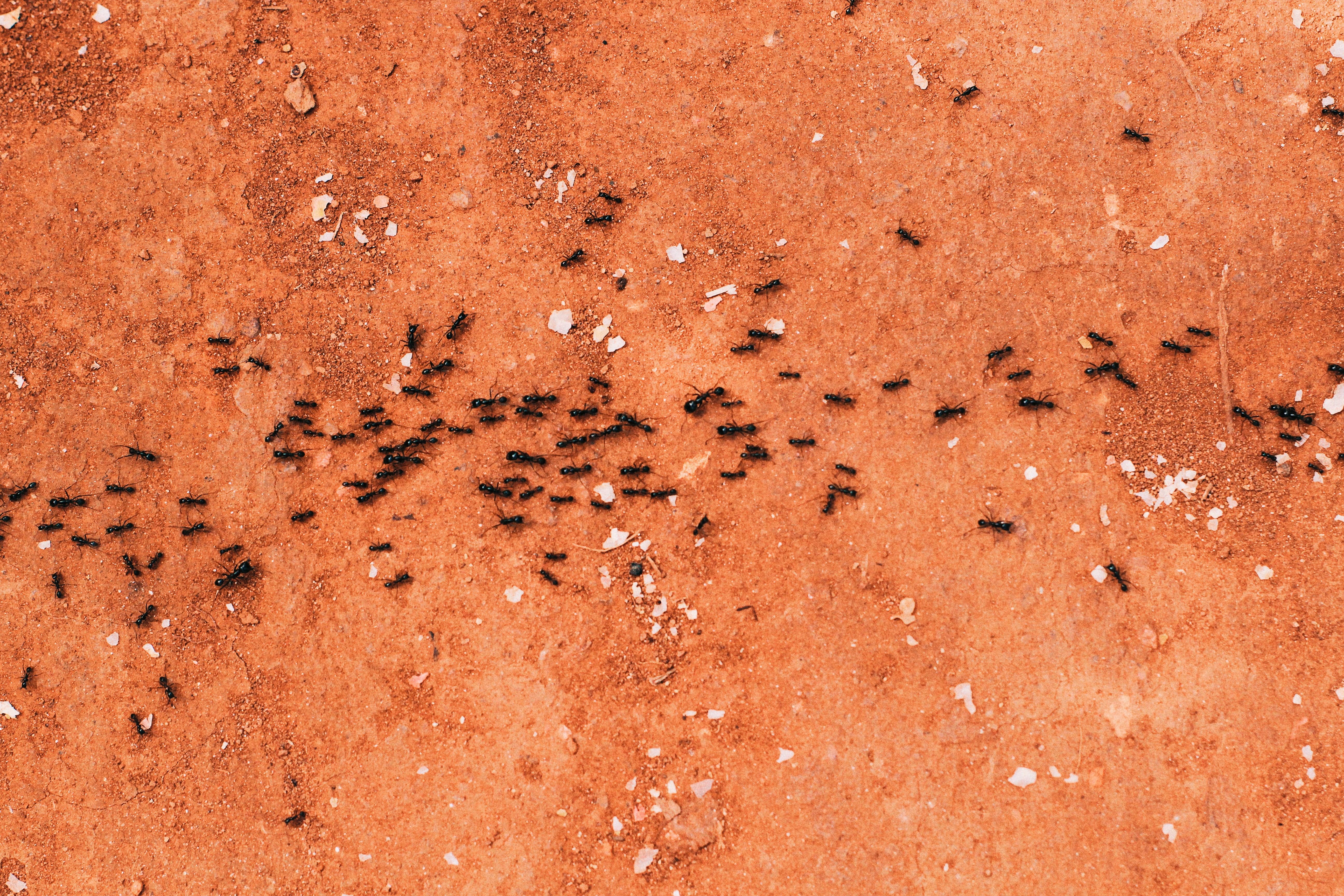 Odorous House Ants Go Marching