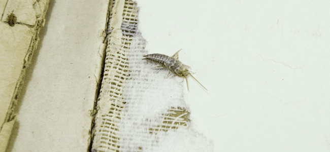Silverfish On Paper