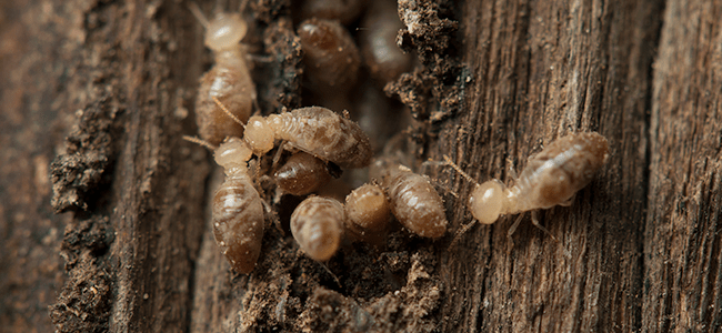 Termites Near Md Home