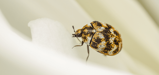 Carpet Beetle In Maryland Home