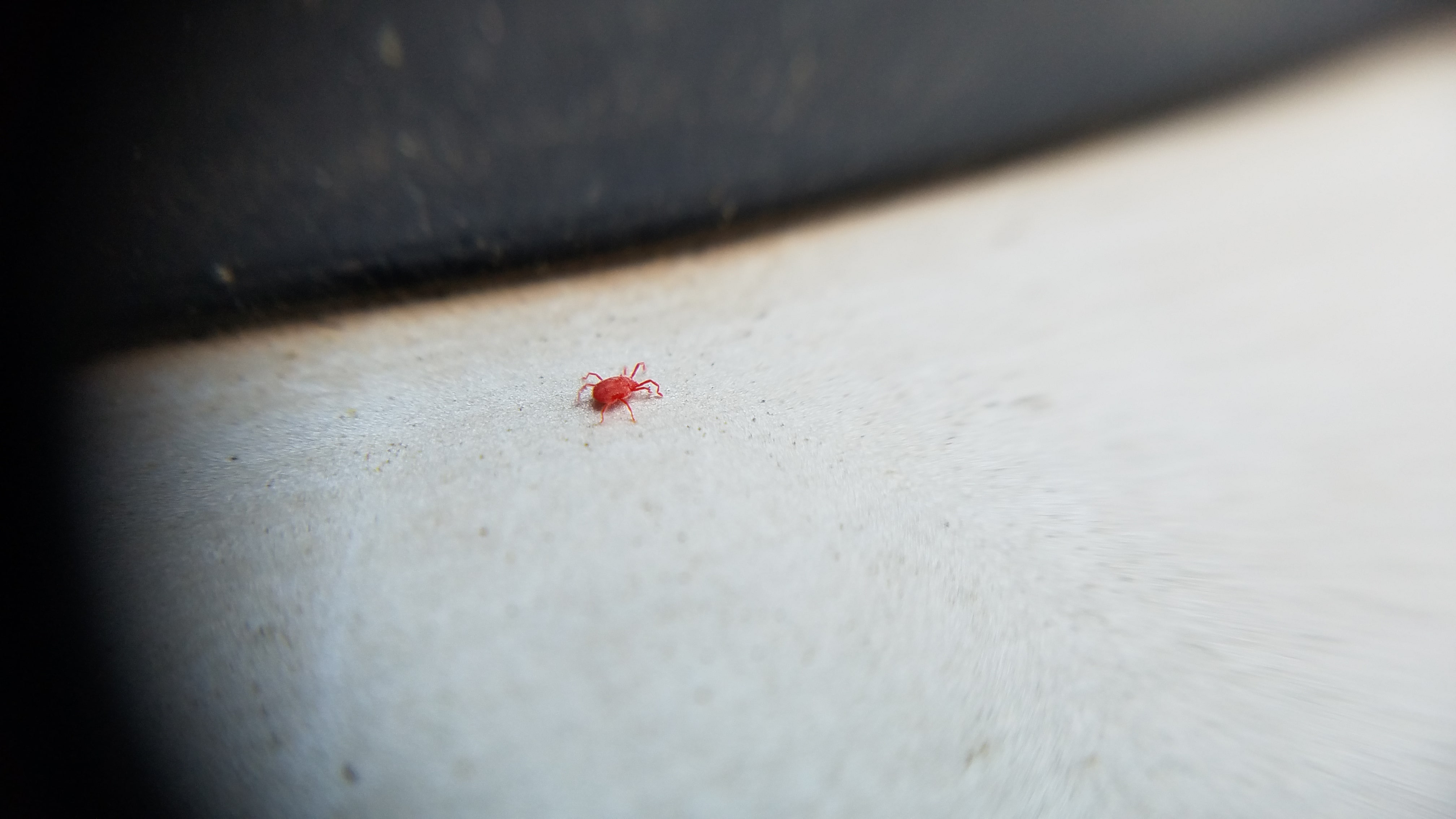 Tiny Red Bugs Clover Mites Min