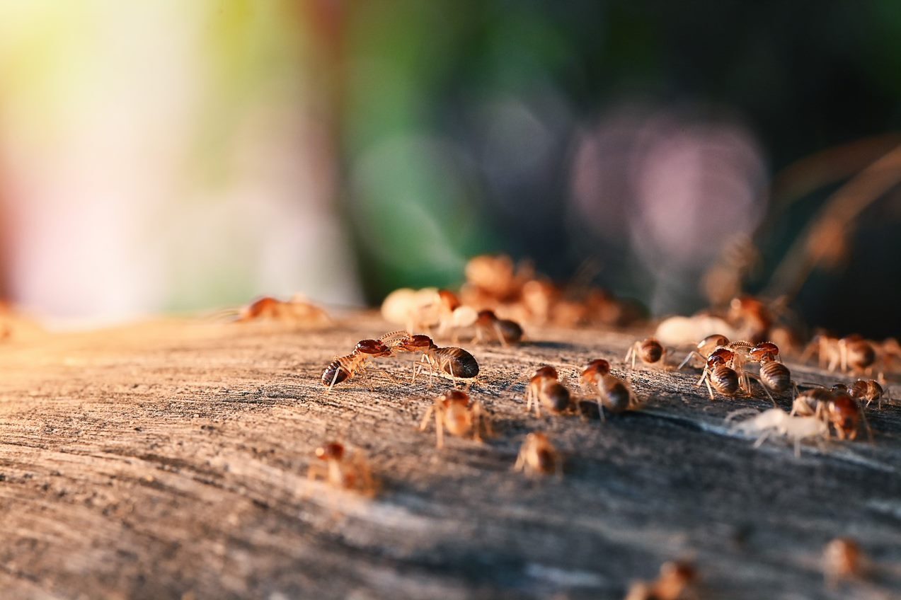 Identify Termite Activity In Richmond Home