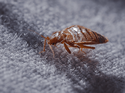 Bed Bug In Maryland Business
