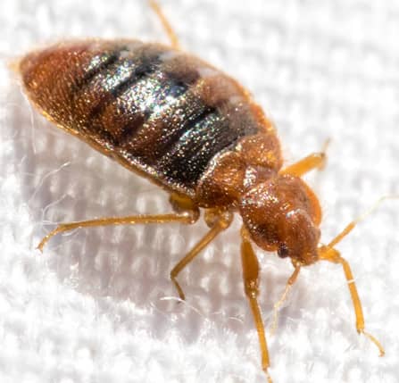Bed Bug In Maryland Home