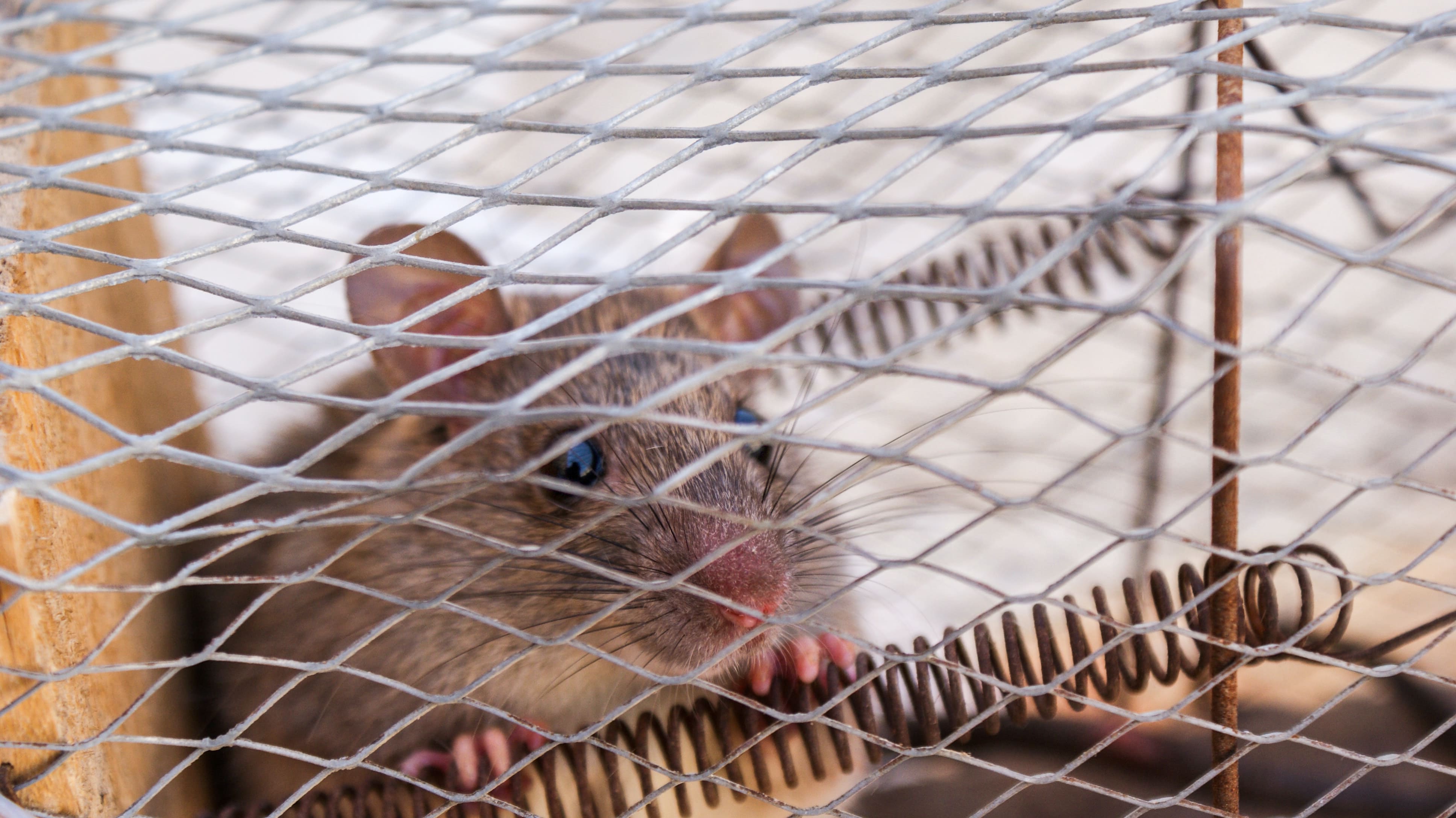 Learn What Products Are Used To Control Mice Rats