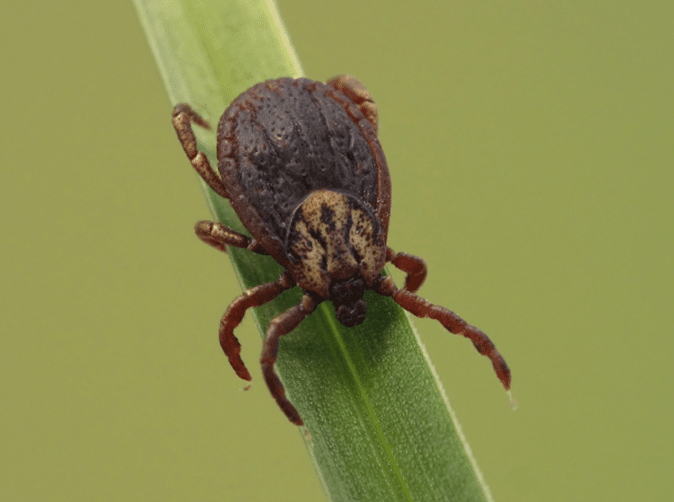 Ticks are technically arachnids. This means that they are more closely related to spiders and scorpions than insects.