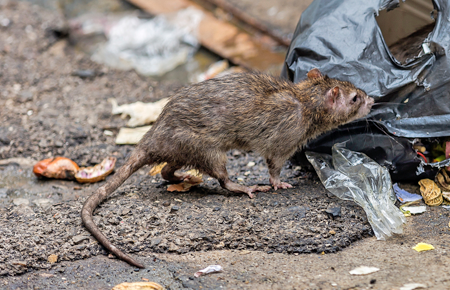 Rat By Trash In Dc