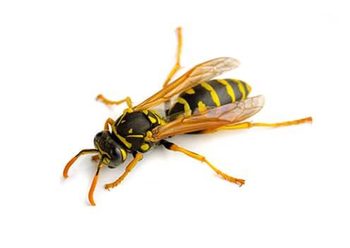 Paper Wasp 2