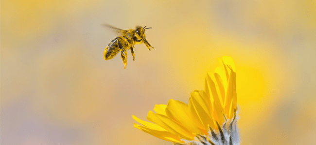 Honeybee American Pest Blog Large