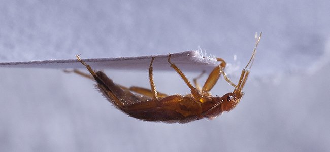 Bed Bug Crawling On Paper