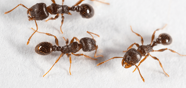 Ant Populations Are About To Explode