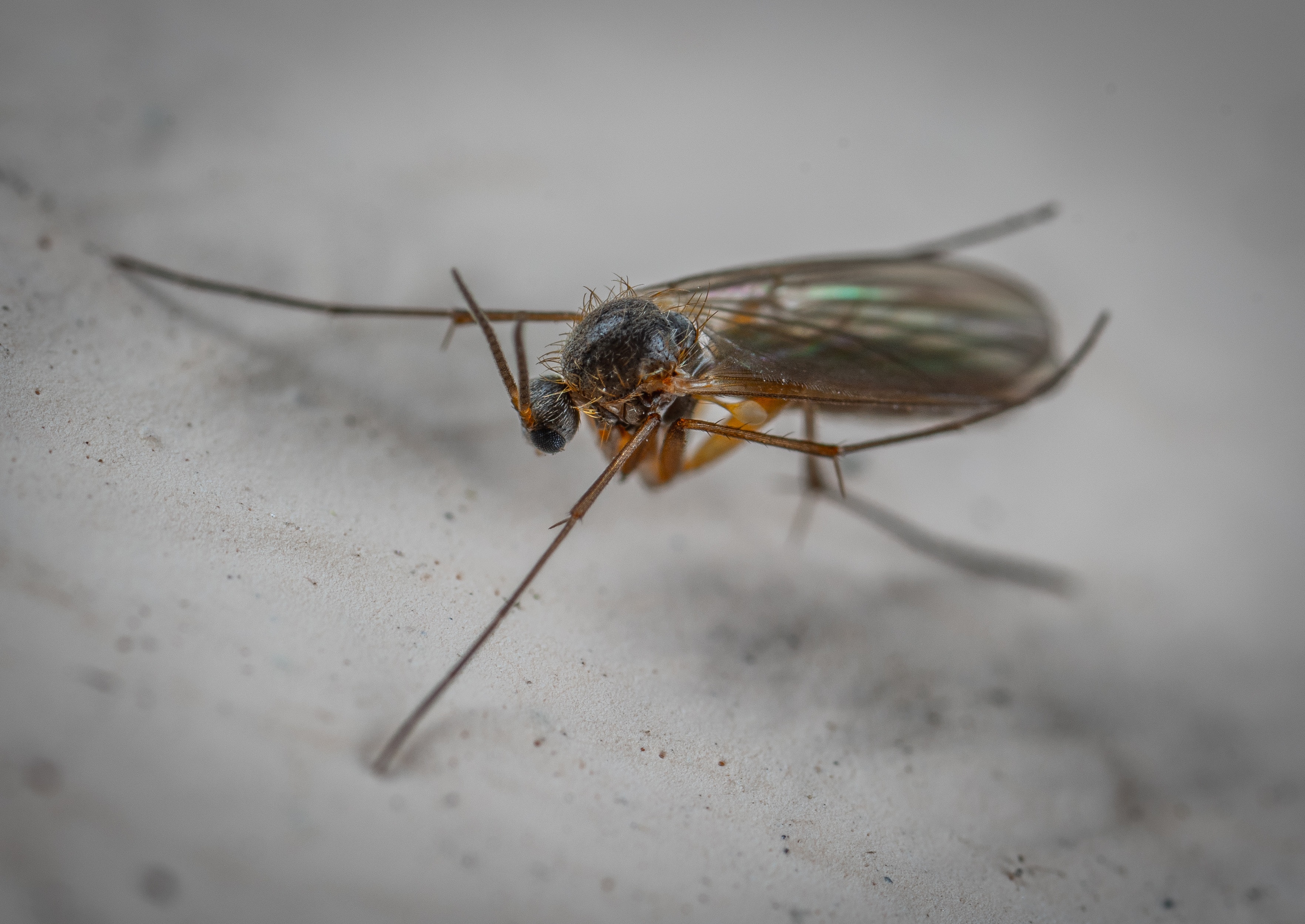 Why Fungus Gnats Thrive In Our Home
