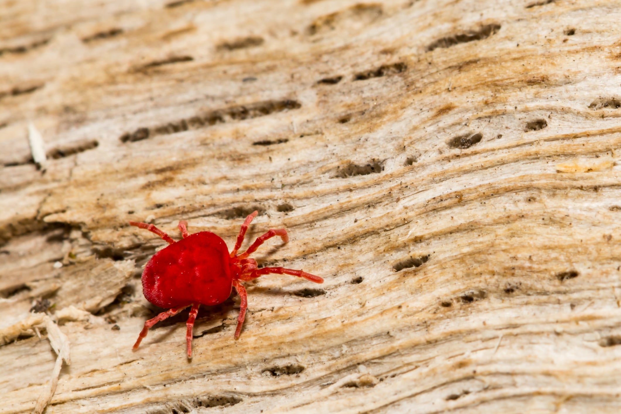 How To Avoid Chigger Mites