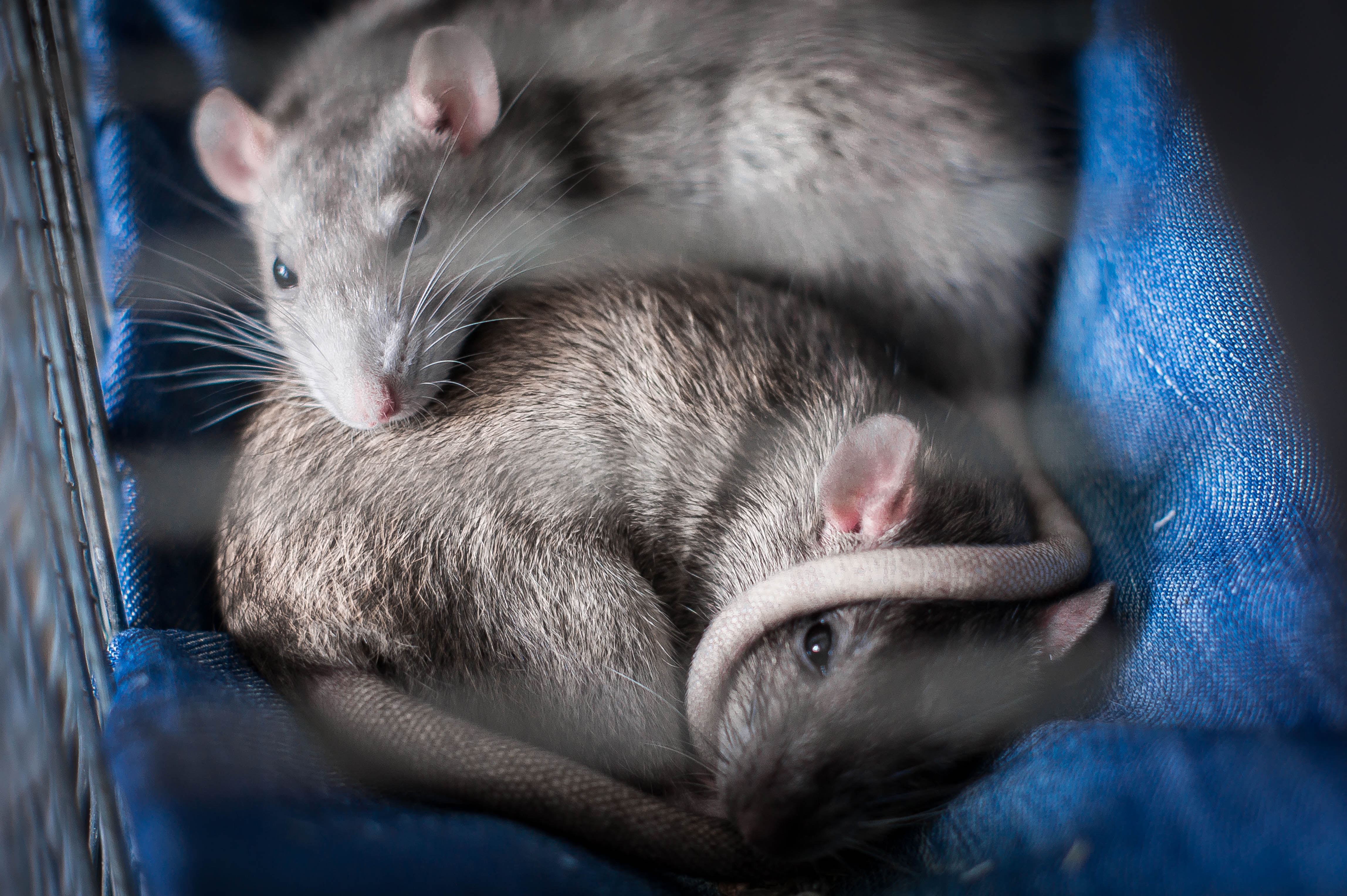 Handling A Rat Infestation In Your Dc Home