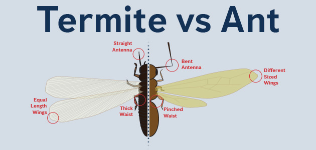 Termite Vs Ant 2018 Blog