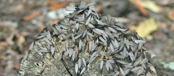 Termite Swarmers (1)