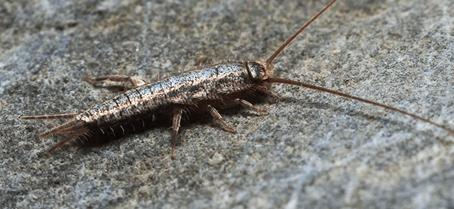 Silverfish In Maryland House