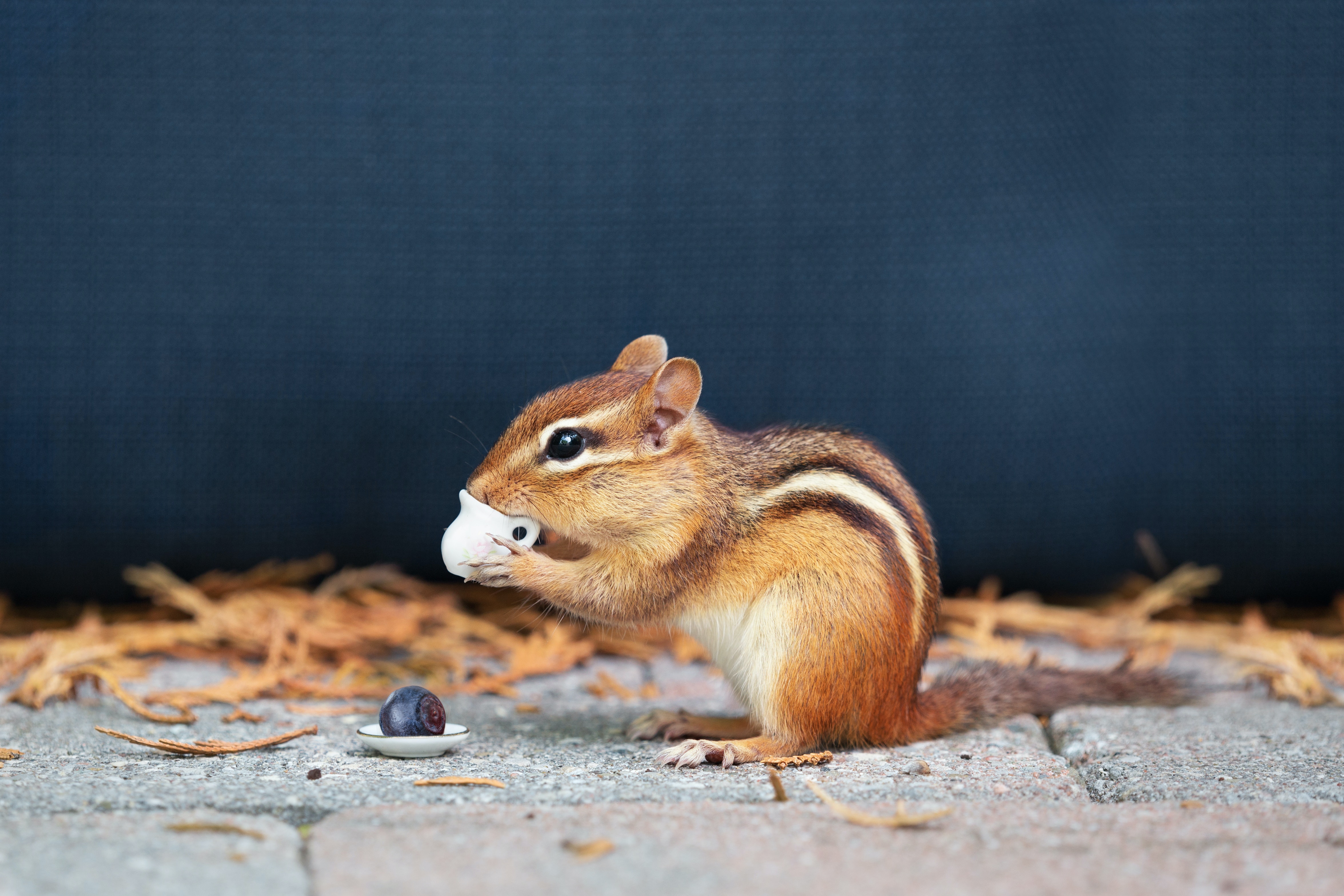 Biggest Rodent Threats Facing DC Area Homes (1)