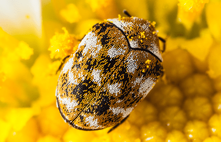 Carpet Beetles In Dc