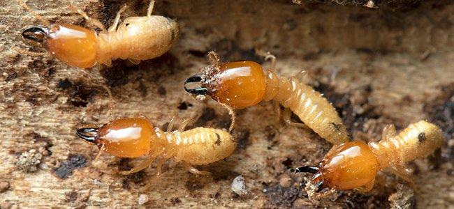 Termites Chewing Wood