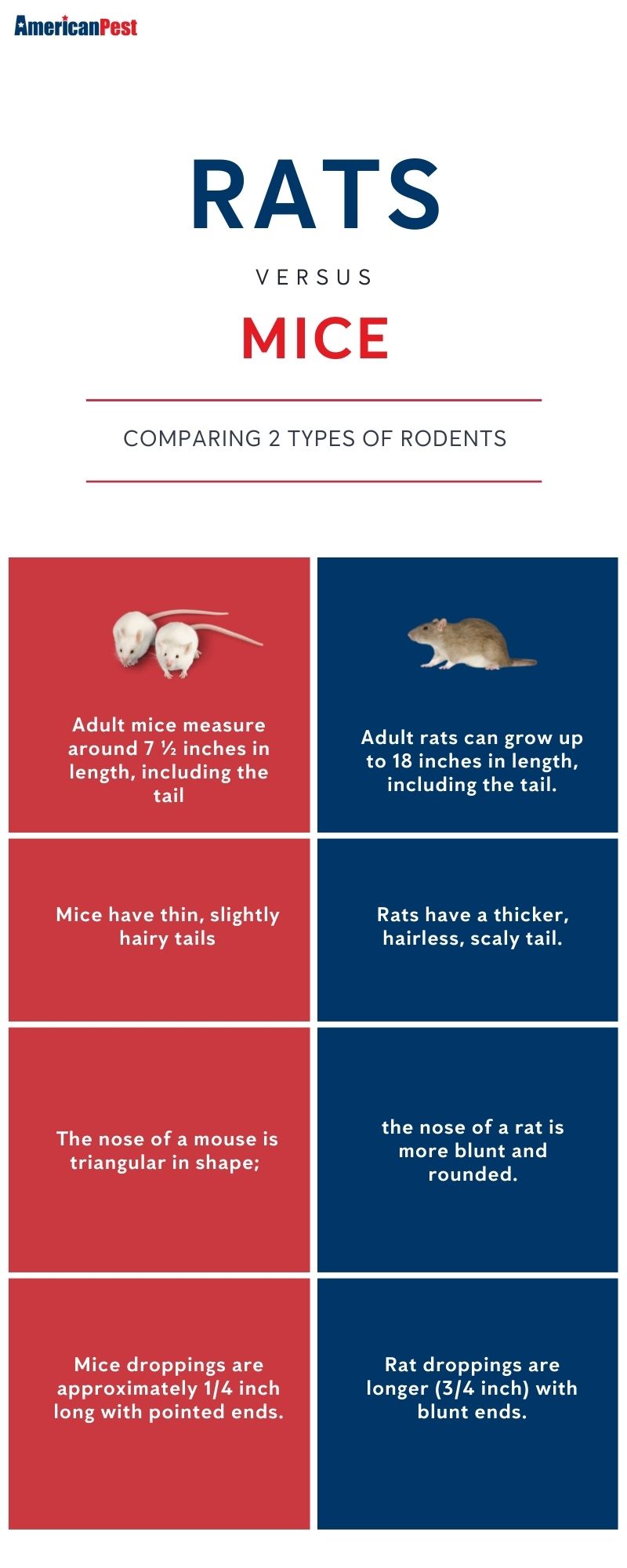 How To Tell If You Have Mice Or Rats