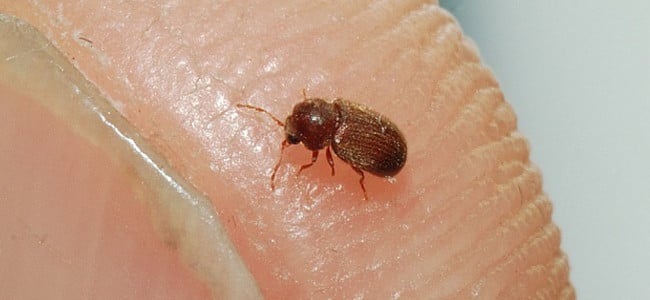 American Pest Drugstore Beetle Blog