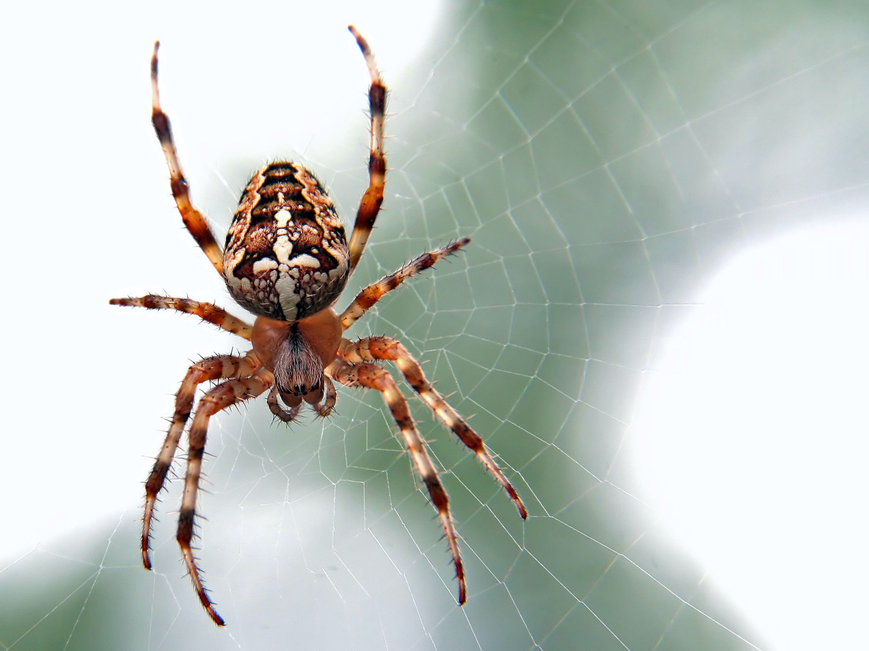 Keep Spiders Out Of Your Maryland Home