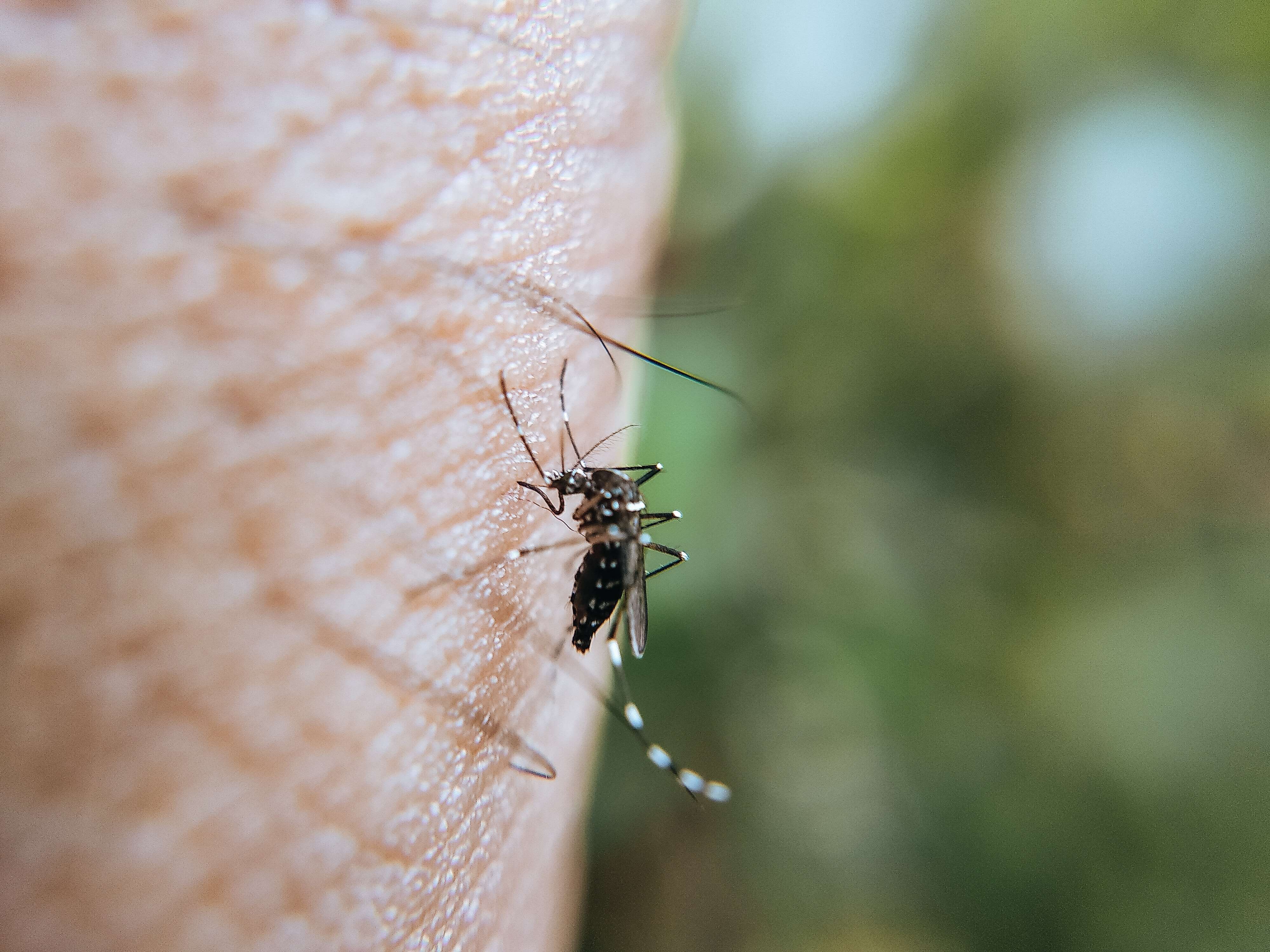 Mosquito Borne Viruses