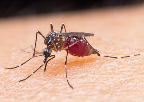 Dangerous Diseases Mosquitoes Spread