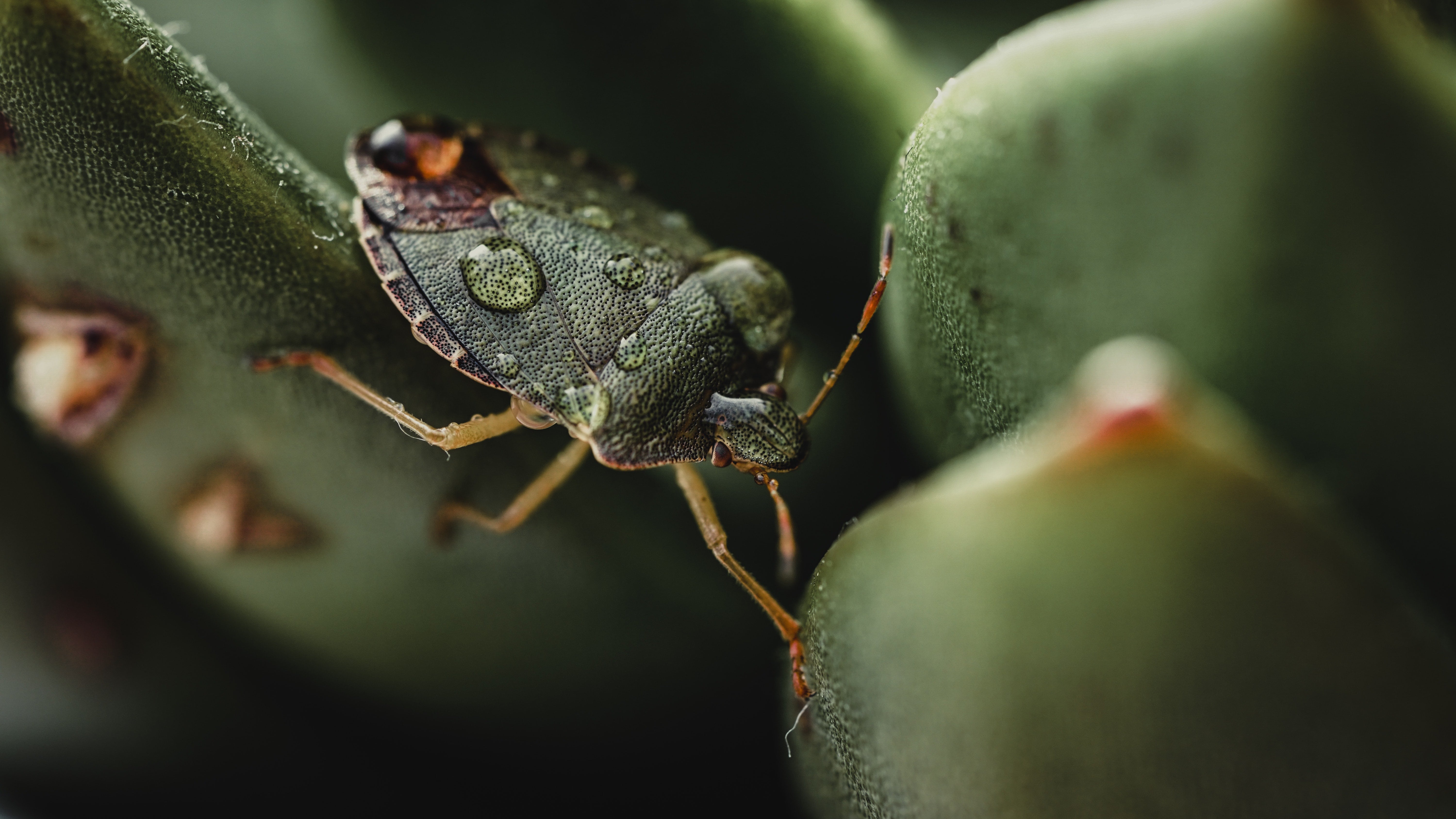 Why Stink Bugs Love Your Home
