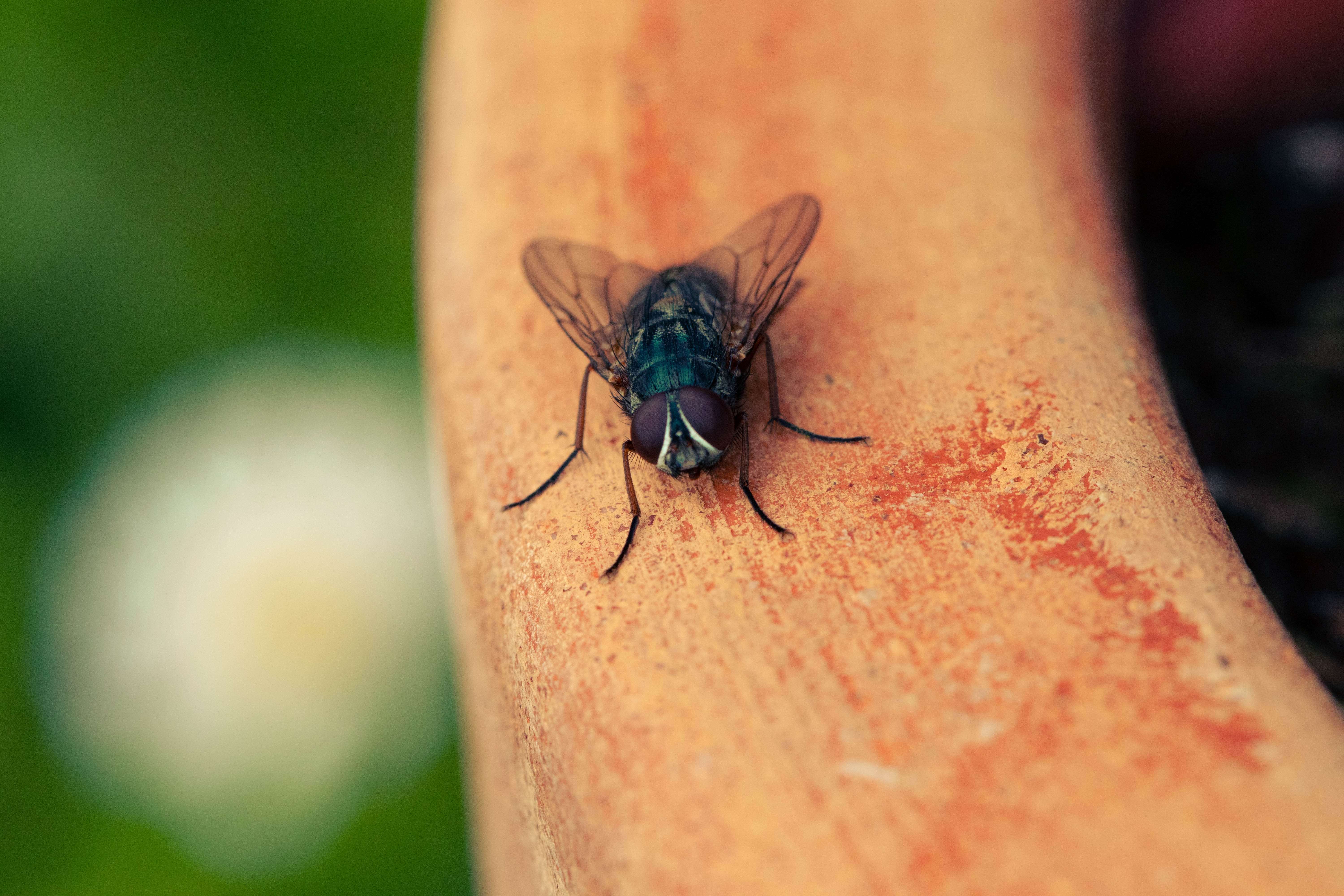 Why You Shouldnt Wait To Treat Fly Infestations