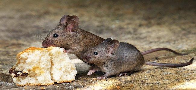 House Mouse Mice Eating Bread
