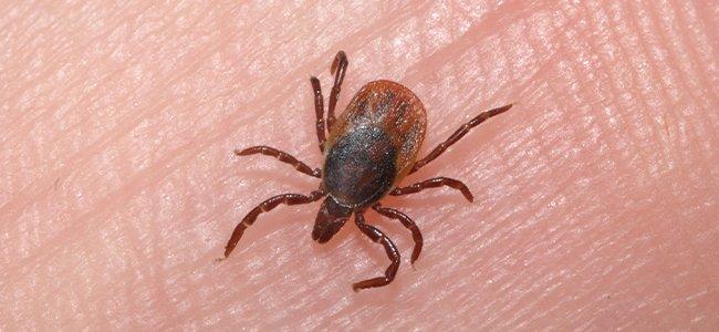 What To Do When The Ticks Bite In Baltimore