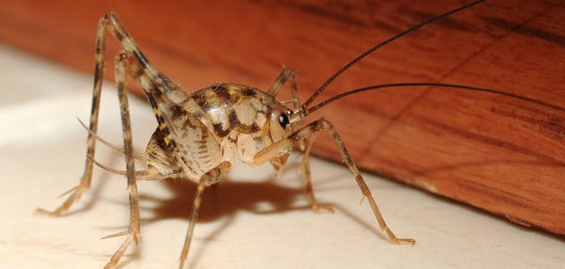 American Pest Spider Cricket Blog