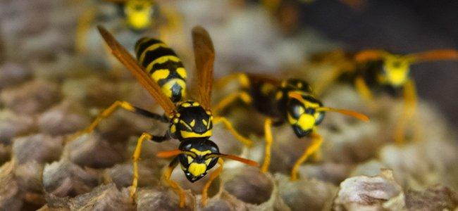 Wasps On A Nest