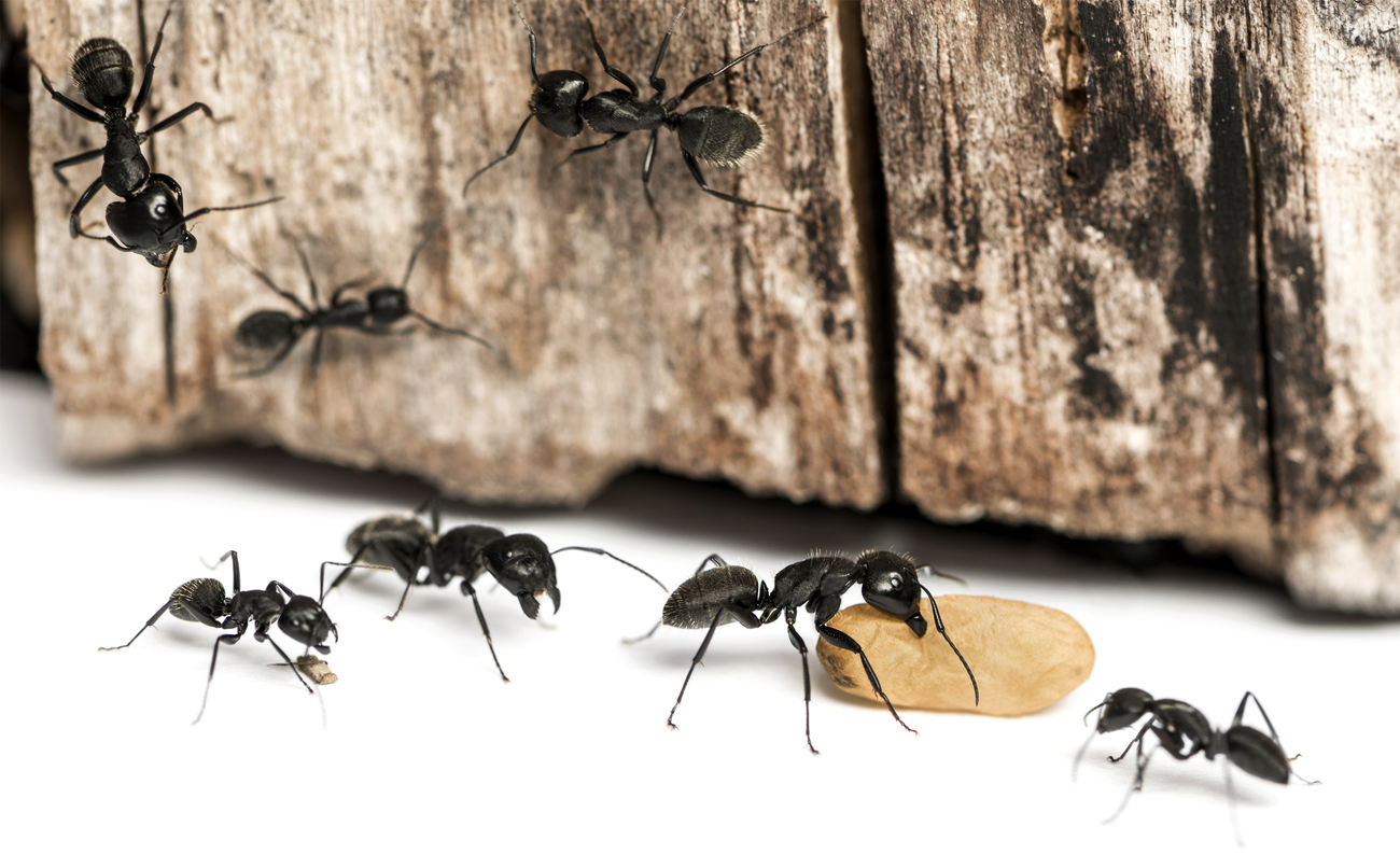 Carpenter Ants In Fall And Winter